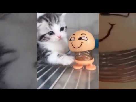 funny-cats-and-kittens-meowing-video-||-perfect-stress-buster-for-you