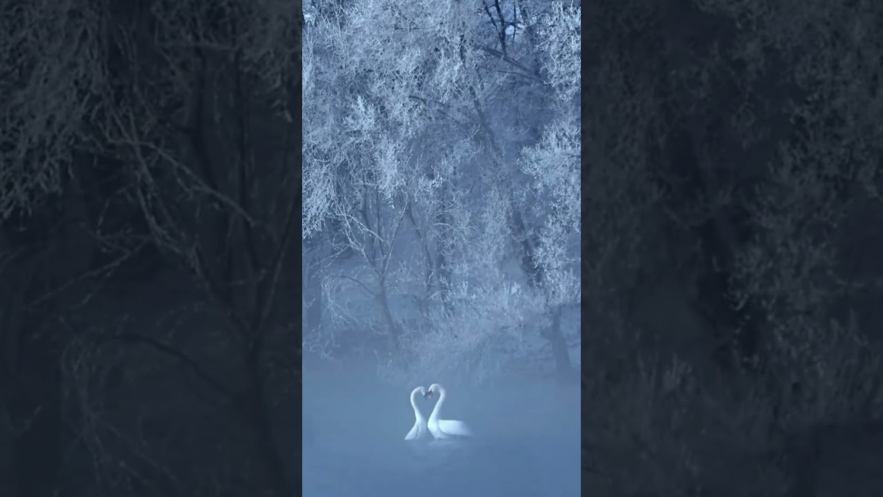 Lovely dance of the swans | Liebevoller Tanz der Schwäne 