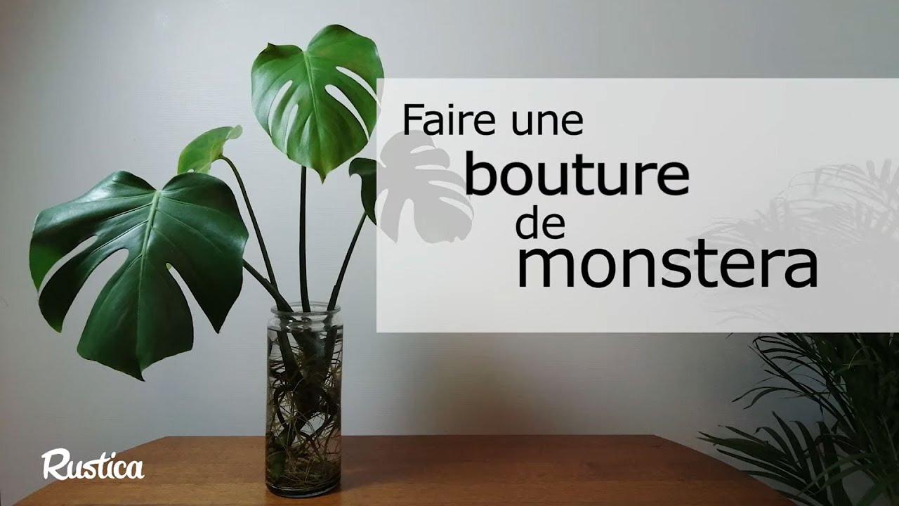 Bouture Monstera Deliciosa - IndoorPoppies