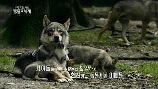 180507 동물의세계 예고 ㅣ KBS방송