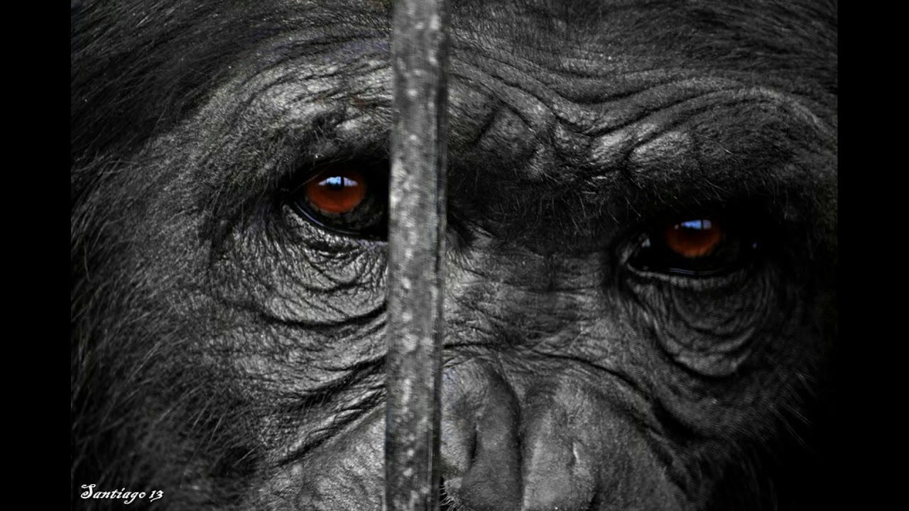 "Los chimpancés miran a los ojos" de Andrea Ferrari. - YouTube