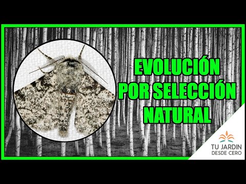 Video: ¿Cómo son las polillas salpicadas un ejemplo de selección natural?