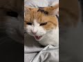 【三毛猫】寝る前にすごい話しかけてくるミケ