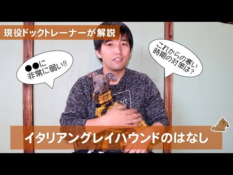 実は●●に弱いイタリアングレーハウンドの対策法など　どんな犬？飼い方？特徴は？現役ドックトレーナーの犬種紹介（Italian Greyhound）