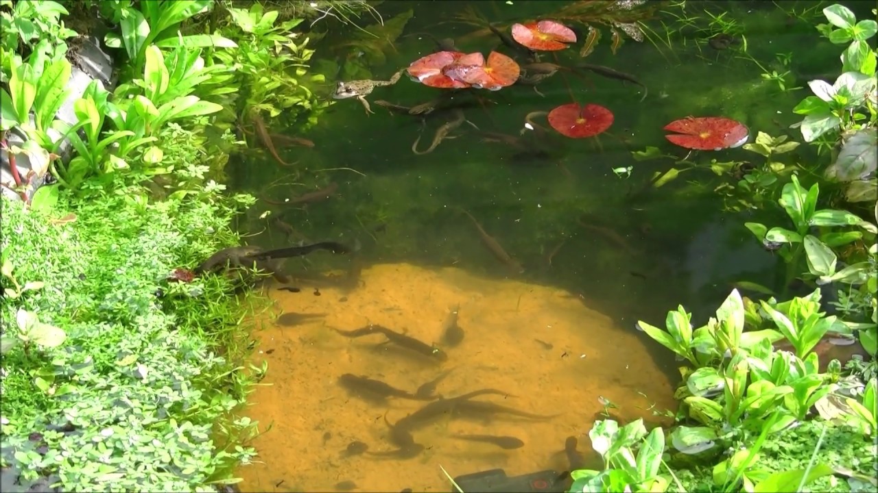 Wild smooth newts - lissotriton vulgaris, London Uk 