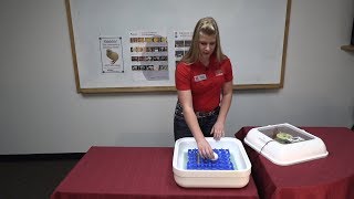 Incubator Setup for 4-H Embryology