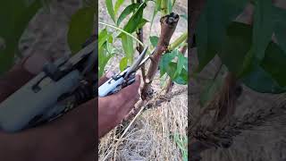 Prune Your 2-Year Peach Tree RIGHT! 🍑✂️ Let Sunlight &amp; Air In 🌿#PeachTreePruning #2YearTree #shorts