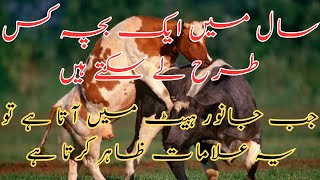 Signs of Estrus In Cow and Buffalo || Heat Detection || Dairy Farming Tips || Dr Noman Ali