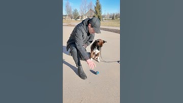 How to Teach Your Dog Impulse Control. #dogtraining #puppytraining #dogtrainer #dogtrainingtips