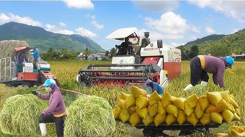 máy cắt 105 trung quốc mới mua 690tr công lúa công 300K giá lúa bán 5200₫K tập10 # maibangtv 