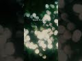 Akira Kosemura - Kawakami