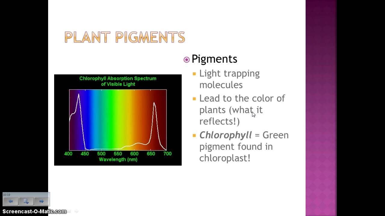 How Organisms Obtain Energy