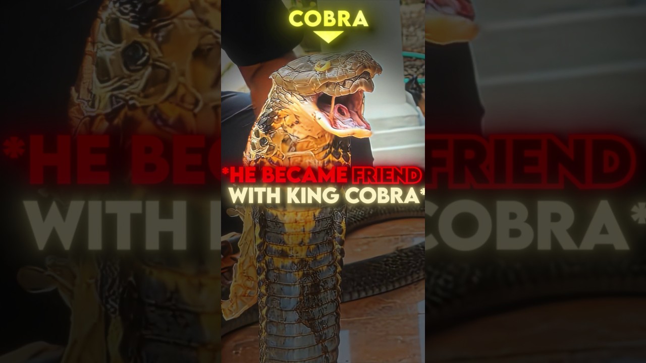 this king cobra just refused to leave him 🐍❤️‍🔥 #usa