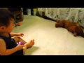 チコ(犬)にキレるトモ君!2012年9月16日
