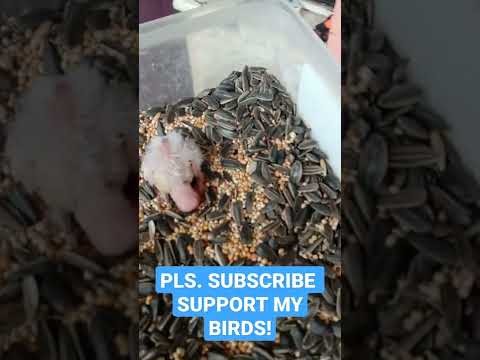 TINY COCKATIEL PARROT 2 DAYS OLD!!!