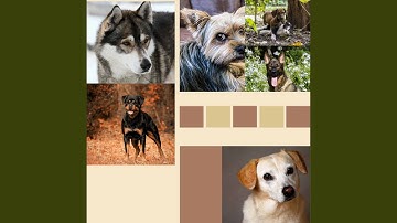 Sensational Backdrops for Rescue Pups