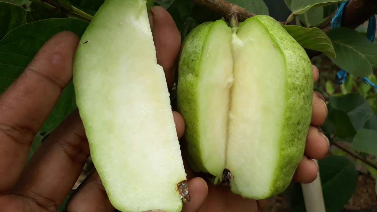 JAMBU BIJI TANPA BIJI 