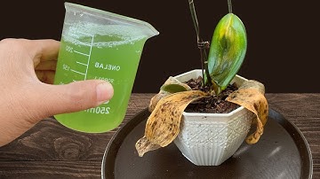 Zo wek je een stervende orchidee weer tot leven met deze simpele truc (het werkt altijd!)