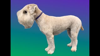 Wheaten Terrier