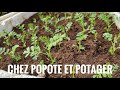 Comment russir la culture du pois chiche au potager