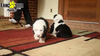 Beautiful Old English Sheepdog Puppies