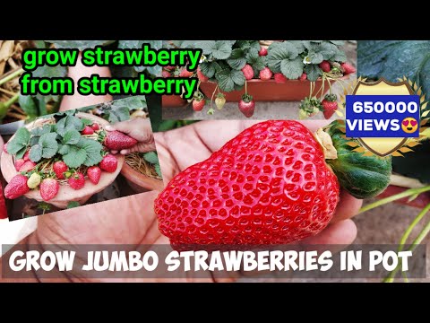 How To Grow HUGE STRAWBERRIES BY SEEDS : In Pot : With Full Updates (STEP BY STEP GUIDE)