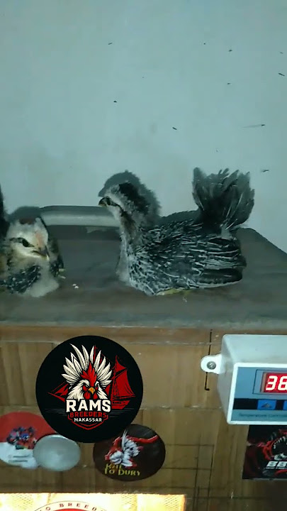 ayam kate clasik anakan 🥰🥰🥰 #chicken #ayamberkualitas
