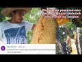 Natural na pamamaraan para maiwasan ma bulok ang bunga ng langka || Buhay probinsya