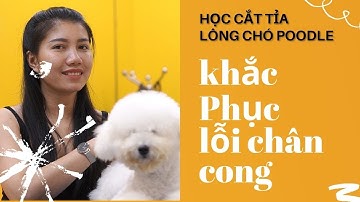 HỌC CẮT LÔNG CHÂN CHÓ POODLE ĐƠN GIẢN ( phần 2)