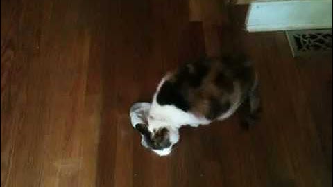 My fat cat playing with sock full of cat nip