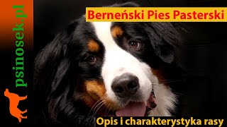 Berneński Pies Pasterski - charakterystyka, historia i opis rasy.