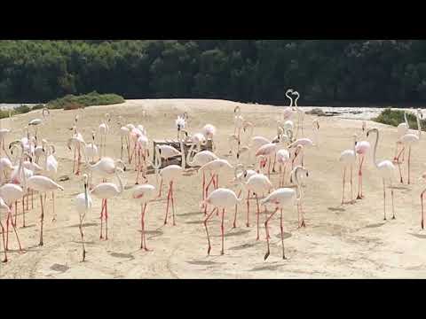 Flamingos in Dubai Ras al khor wildlife santuary