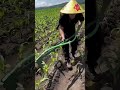 🤫amazing tool for farming 😱🌱#tools #farming #sorts #trendingshorts #sbfarming #amazing #tools 🌾🌿🌱🌿🌴🥀