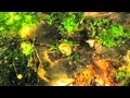Salvia Plath - Bardo States (Official Video)