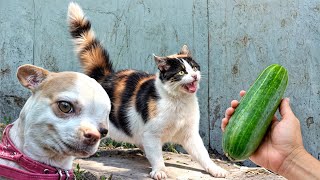 Funny Moments of Cats and dog | Funny Video Compilation - Fails Of The Week #5