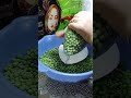 تخزين البسله زي المصانع واحلي فريش طول السنه
