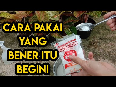 CARA PAKAI PUPUK MICIN UNTUK TANAMAN HIAS DAN AGLONEMA bagi pemula