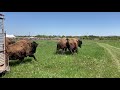 Bison Release | Belwin Bison Festival 2023