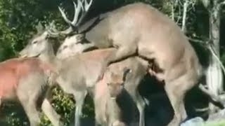 Buck Wild Deer Sex