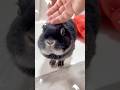 うさぎあるある　共感できる？　#shorts # #rabbit #うさぎ