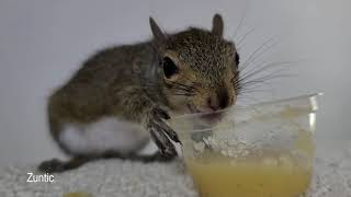 baby squirrel eating apple sauce