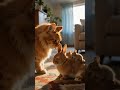 So cute! 😻 A cat looks at a rabbit holding its cub | Heartwarming bunny moments #shortfilm  #shorts