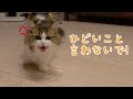 【猫語翻訳機】猫語で悪口言うと、怒っちゃう猫が可愛い!