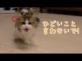 【猫語翻訳機】猫語で悪口言うと、怒っちゃう猫が可愛い！