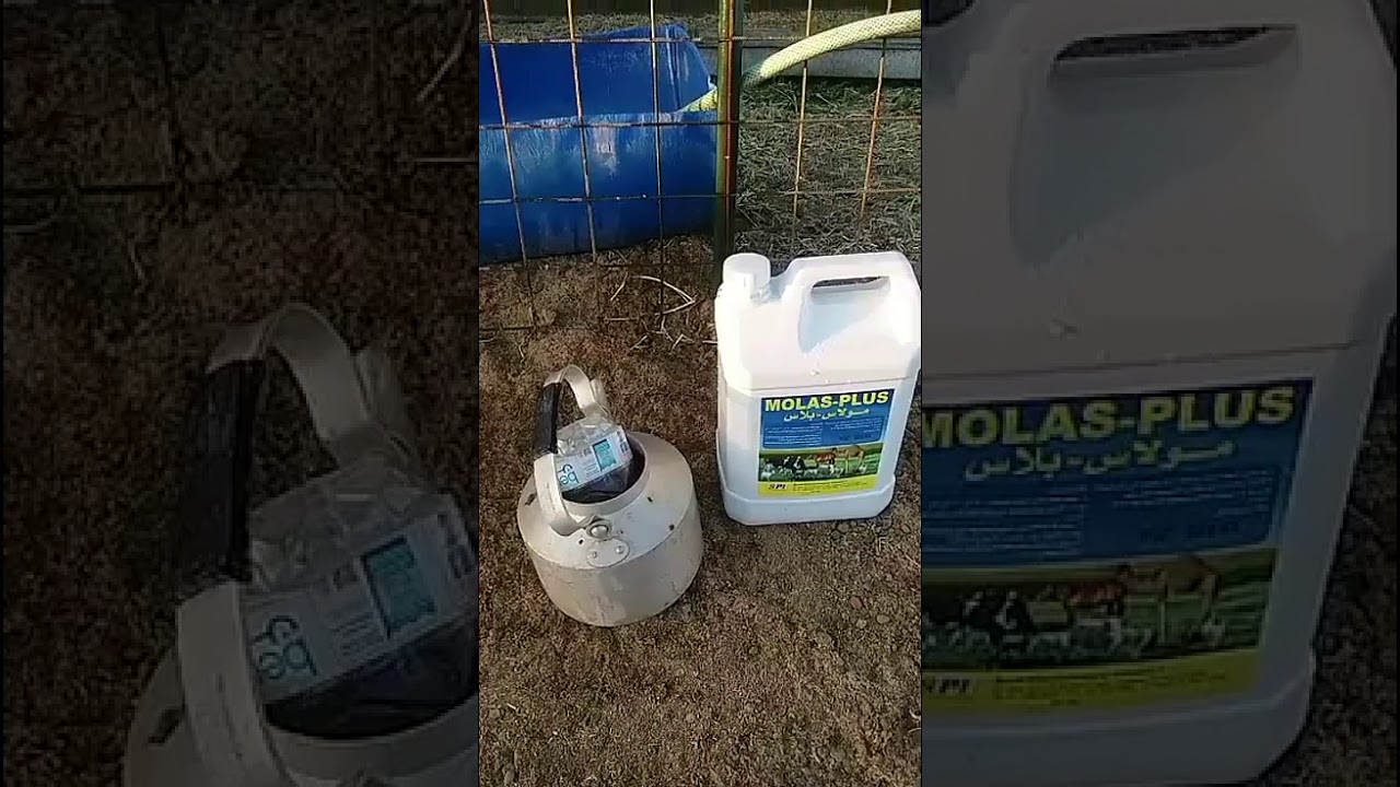 دبس التمر أو دبس قصب السكر للاغنام - الجزء الاول