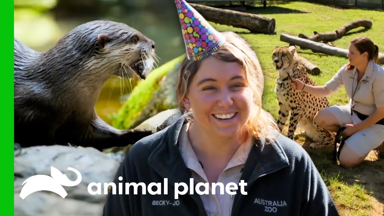 Australia Zoo's Care Programs & Fun Activities! | Crikey! It's The Irwins -  YouTube