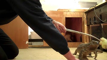 Blackthroat Monitor Lizard Taming ( building trust) Part 2