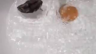Hamster Swimming