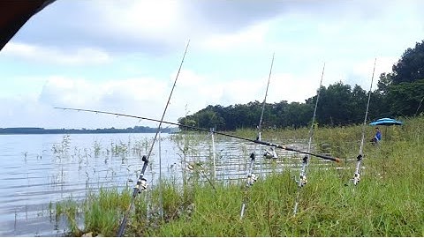 🎣Fishing | Câu Lăng Xê | Câu Cá Trôi Ở Hồ Gia ui | Mồi Câu Ngũ Cốc | Đam Mê Câu Cá