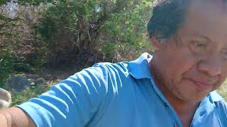 Ando buscando pepitas de oro en el rio del pueblo el coyul en la mañana